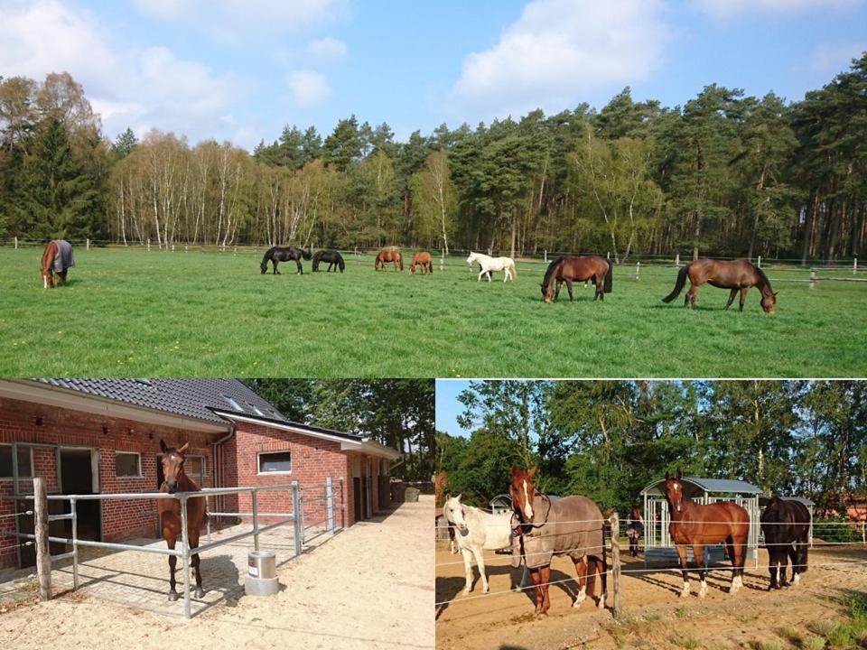 Ferienwohnung über dem Stutenstall Soltau Exterior foto